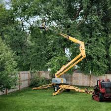 Best Fruit Tree Pruning  in Desert View Highlands, CA