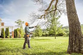 Trusted Desert View Highlands, CA Tree Services Experts