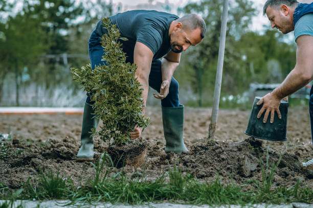 Best Organic Lawn Care Solutions  in Desert View Highlands, CA