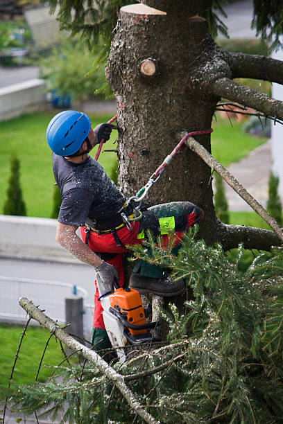Best Palm Tree Trimming  in Desert View Highlands, CA