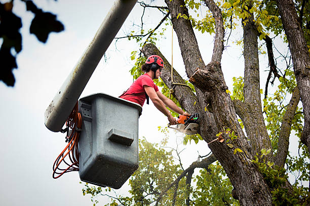 How Our Tree Care Process Works  in  Desert View Highlands, CA